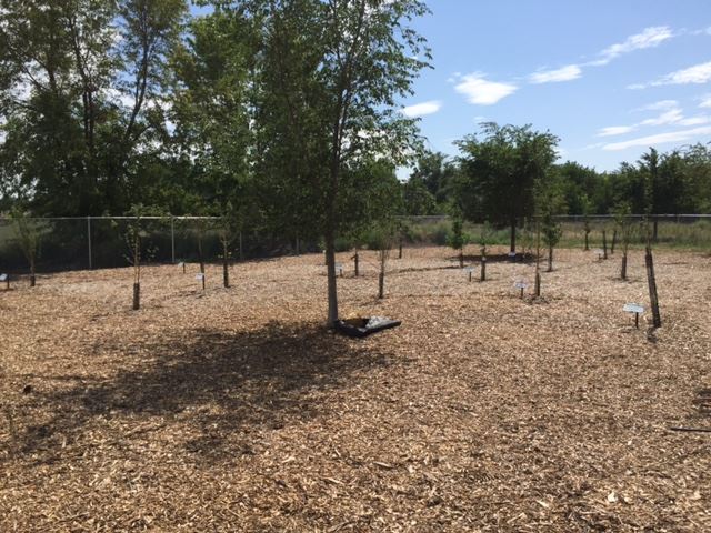 COMMUNITY ORCHARD PHOTO